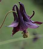 Donkere akelei / Aquilegia atrata