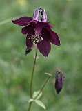 Donkere akelei / Aquilegia atrata