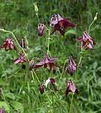 Donkere akelei / Aquilegia atrata
