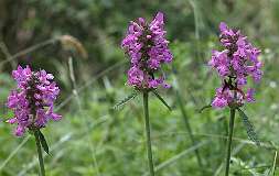 Brunel / Prunella vulgaris