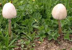 Koeien vlaaien paddestoelen