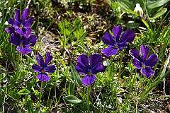 Alpen viooltje / Viola alpina