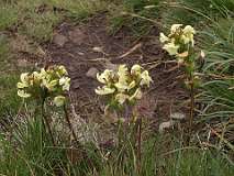 Pluimkartelblad / Pedicularis foliosa