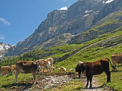 Eiger-trail en Kleine Scheidegg - Männlichen