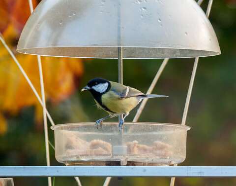Andere Vogels