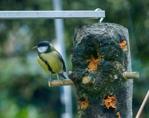 181124-111149_Meesjes