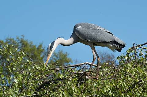 220420-142816_Reiger