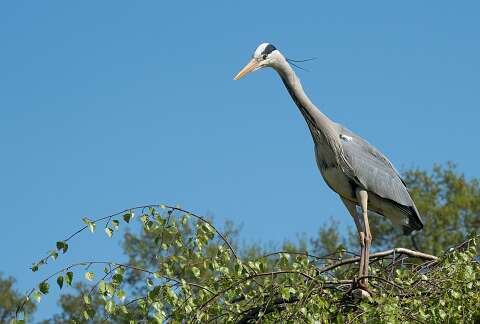 220420-142835_Reiger