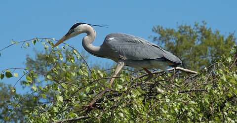 220420-142840_Reiger