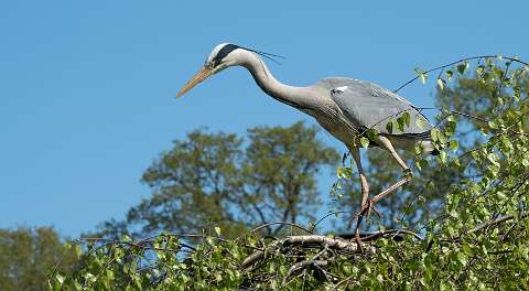 220420-142847_Reiger