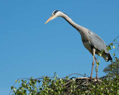 220420-142921_Reiger