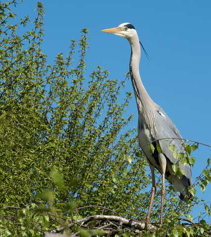220420-143025_Reiger
