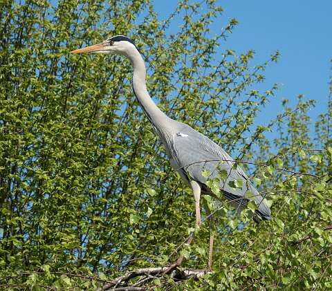 220420-143040_Reiger