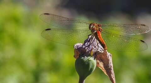 200802-171227_lIBELLE