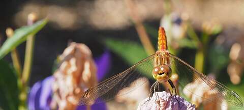 200802-171756_lIBELLE