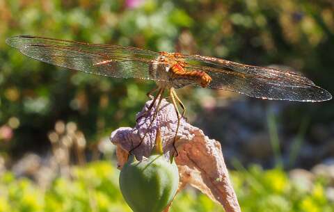 200802-172236_lIBELLE