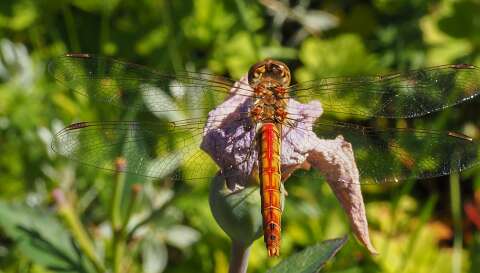 200802-172322_lIBELLE