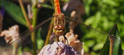 200802-172729_lIBELLE