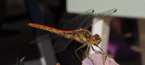 200802-172823_lIBELLE