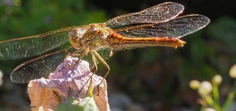 200802-172920_lIBELLE