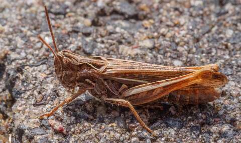 200804-132930_Insect