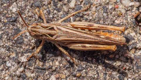 200804-132954_Insect