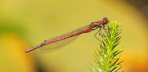2010 06 23_Tuin_2027_Bew