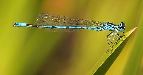 2010 06 23_Tuin_2038_Bew