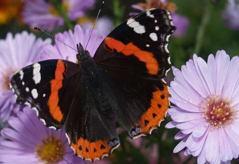Herfst__060924_02