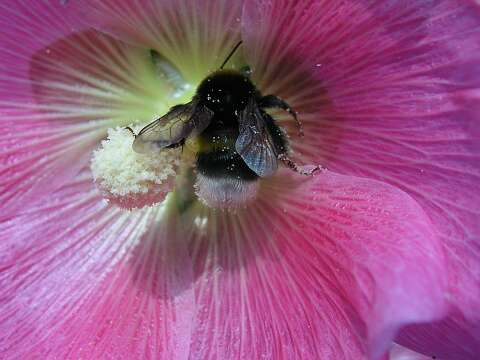 Hommel_P7072263