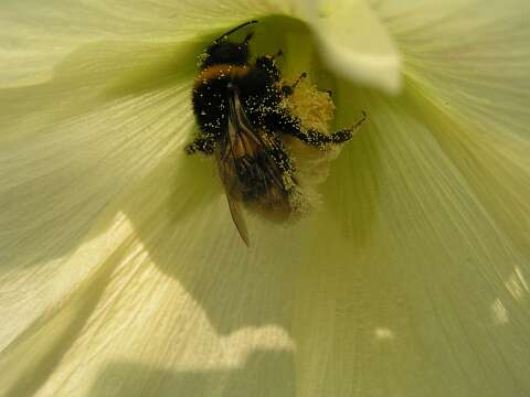 Hommel_P7072270