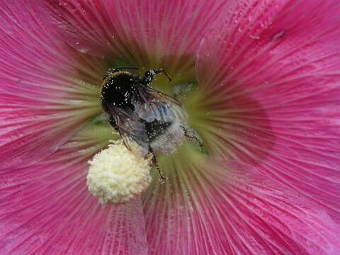 Hommel_P7072282