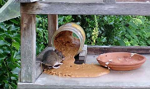 IMAG0096-muis