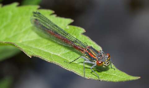 Libelle_060522_42