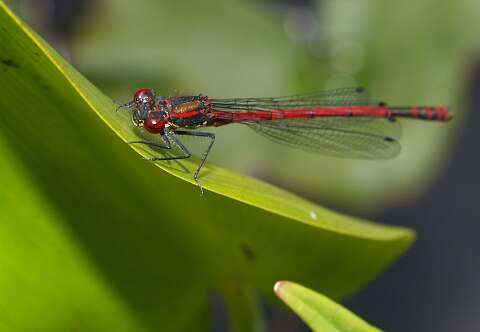Libelle_060606_01