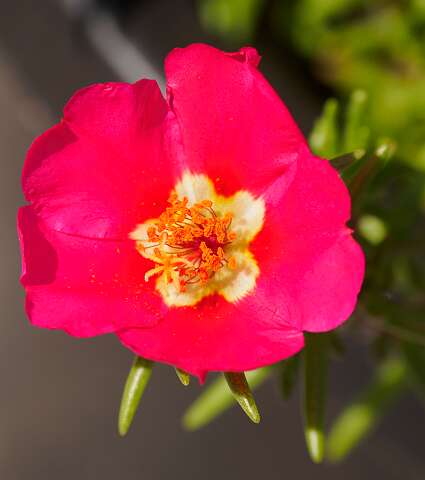 190730-111333_Portulaca