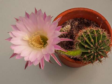 200428-101216_Echinopsis