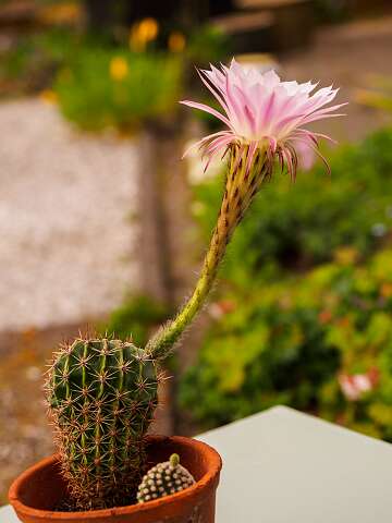 200428-101308_Echinopsis