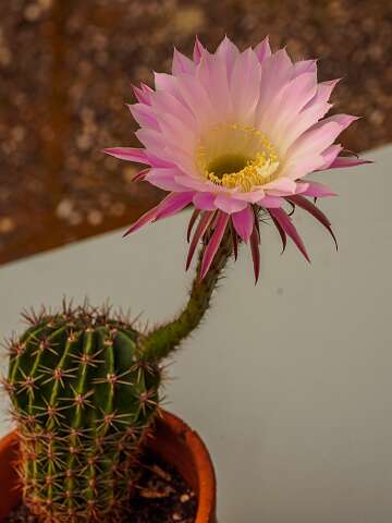 200428-101452_Echinopsis