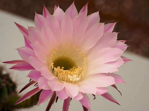 200428-101507_Echinopsis