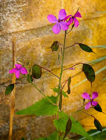 200429-184610_Tuin