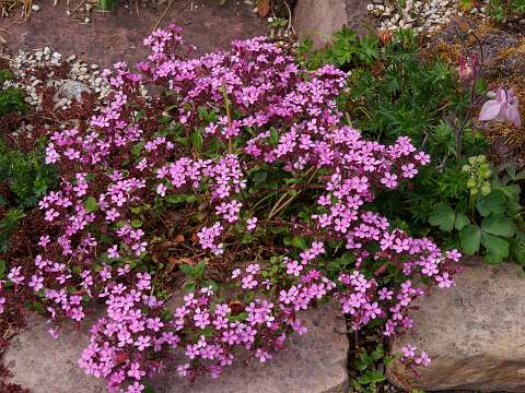 200510-110856_Tuin