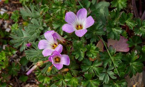 200510-115537_Tuin