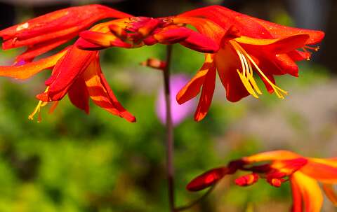 200804-115623_Crocosmia
