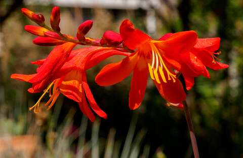 200804-115730_Crocosmia
