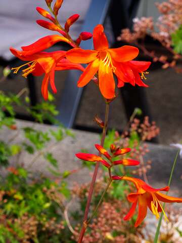 200804-115831_Crocosmia