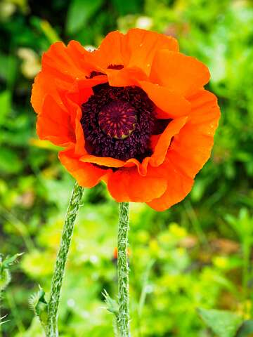 210605-132135_Tuin-bewerkt