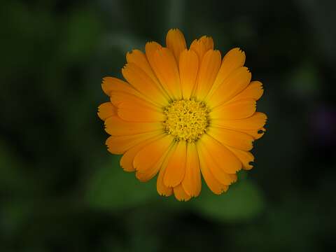 210605-132356_Tuin-bewerkt