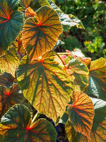 220819-101904_begonia
