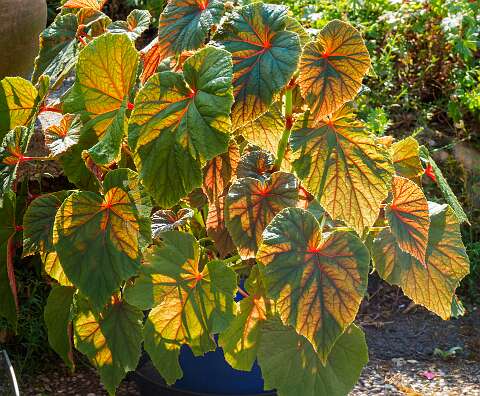 220819-102902_begonia-HDR